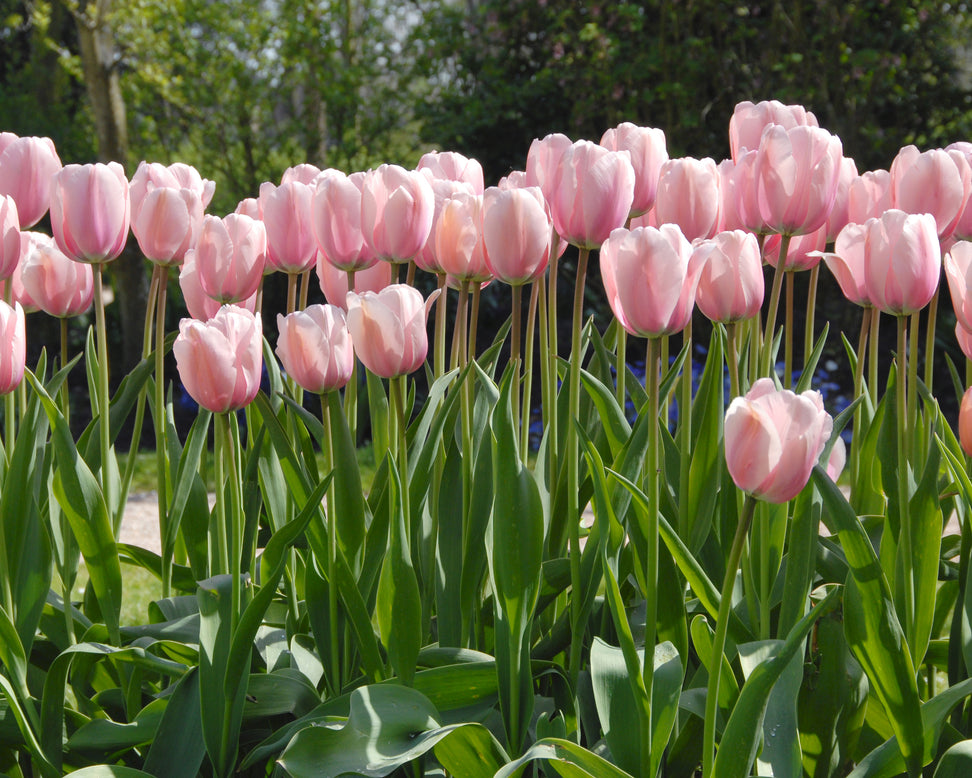 Tulip 'Salmon Impression'