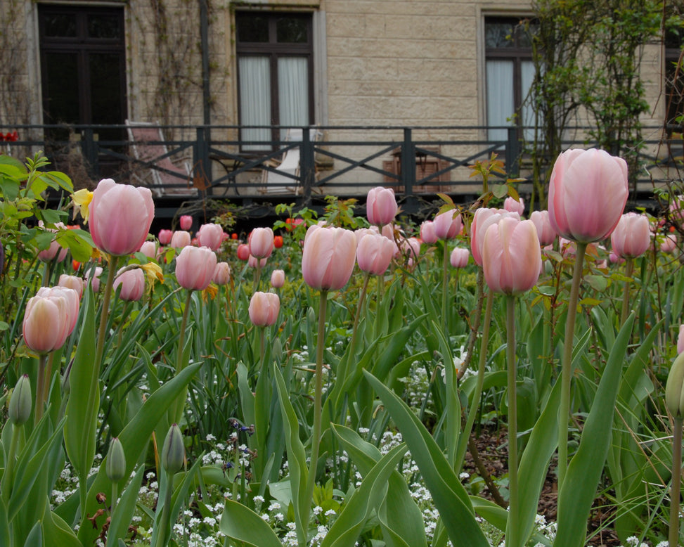 Tulip 'Salmon Impression'