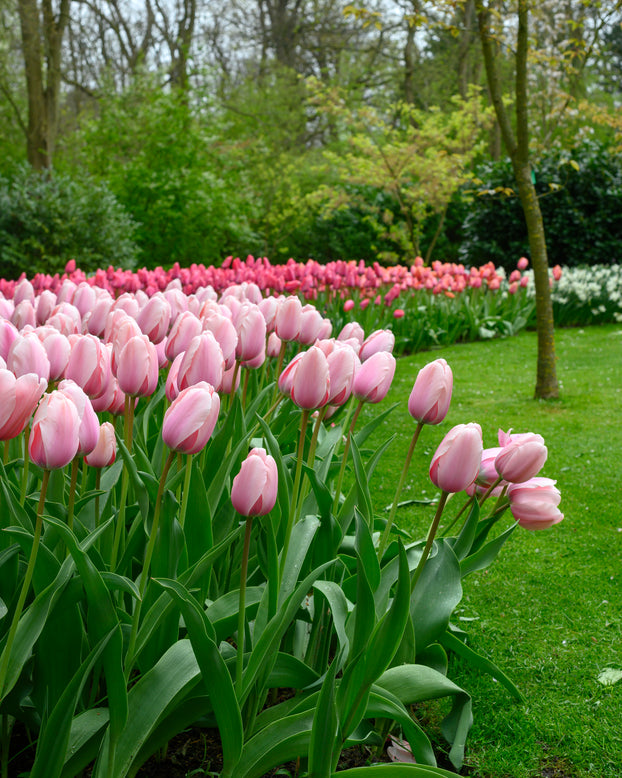 Tulip 'Salmon Impression'
