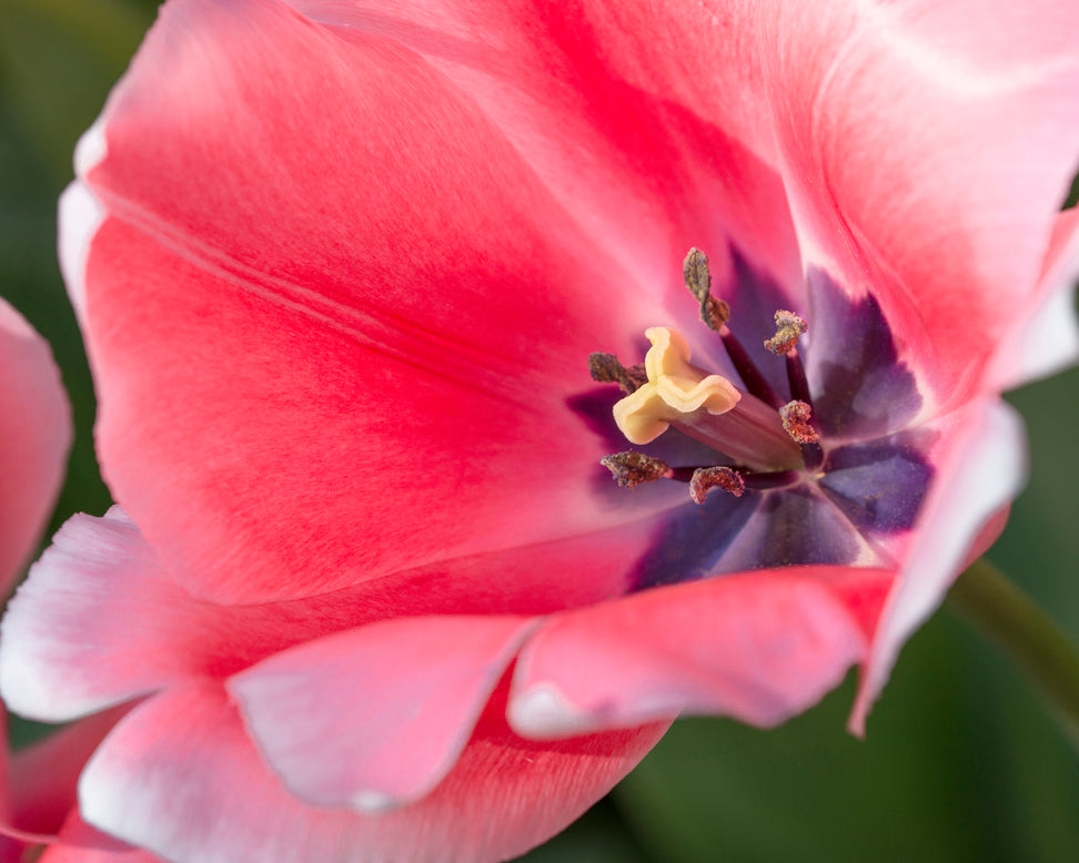 Tulip 'Salmon Impression'