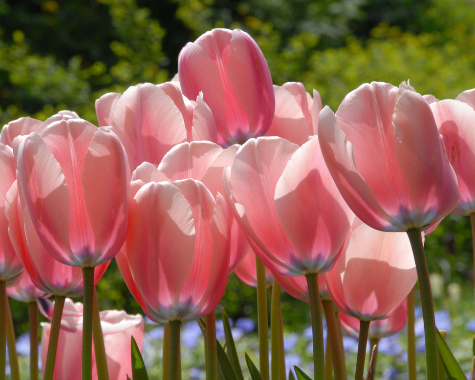 Tulip 'Salmon Impression'