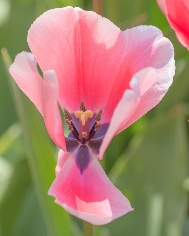 Tulip 'Salmon Impression'