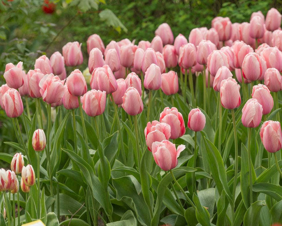 Tulip 'Salmon Impression'