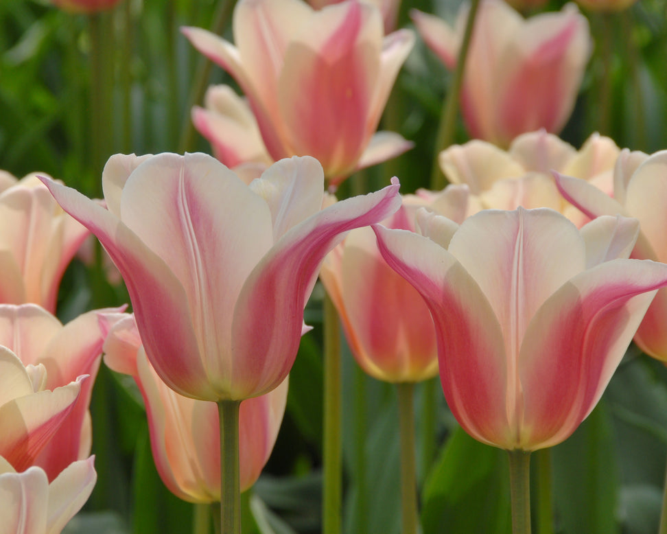 Tulip 'Sanne'