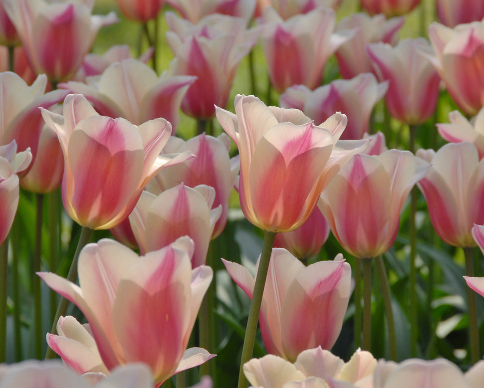 Tulip 'Sanne'