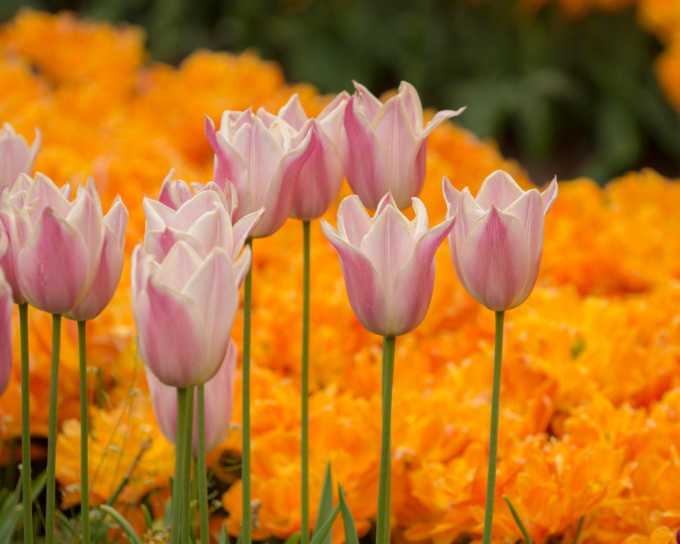 Tulip 'Sanne'