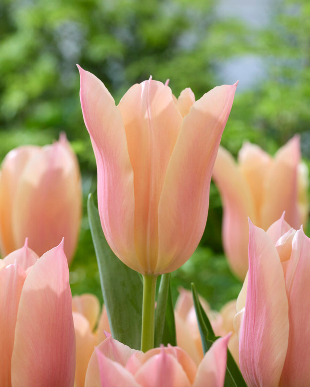Tulip 'Sanne'