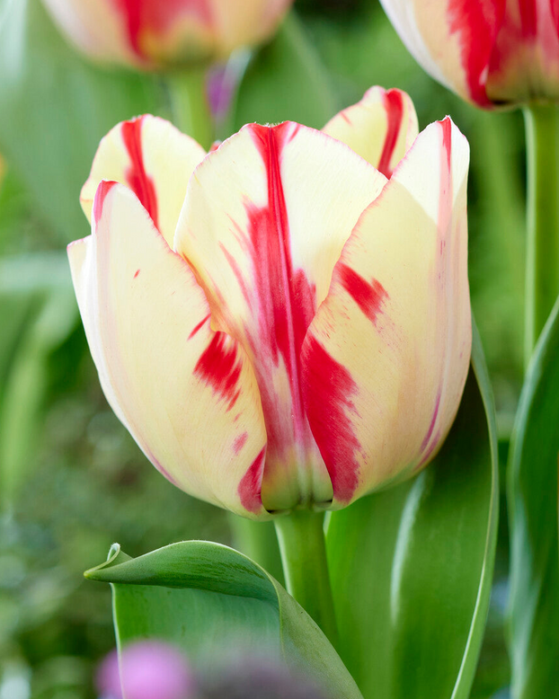 Tulip 'Spryng Rembrandt'