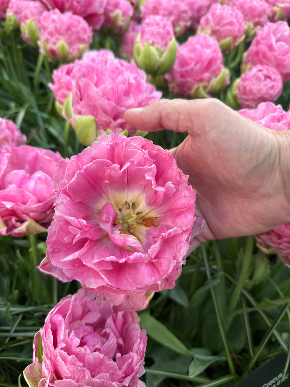 Tulip 'Strawberry Cream'