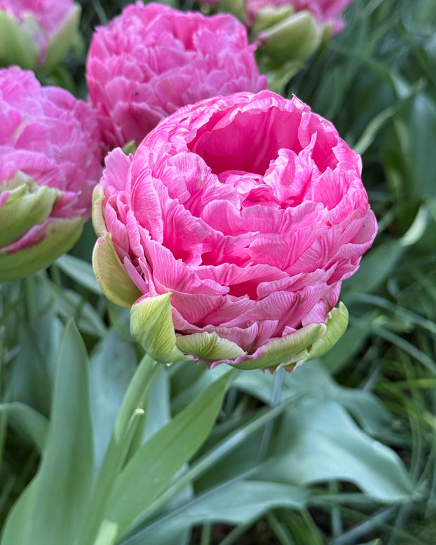 Tulip 'Strawberry Cream'