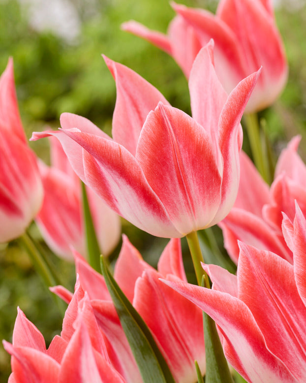 Tulip 'Strawberry Romanoff'