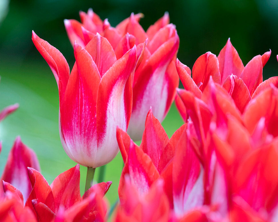 Tulip 'Strawberry Romanoff'