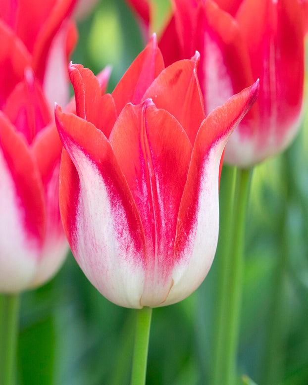 Tulip 'Strawberry Romanoff'