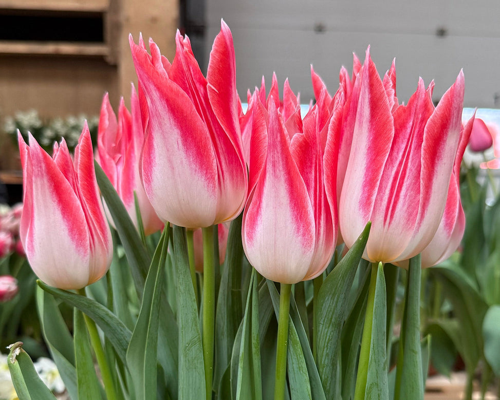Tulip 'Strawberry Romanoff'