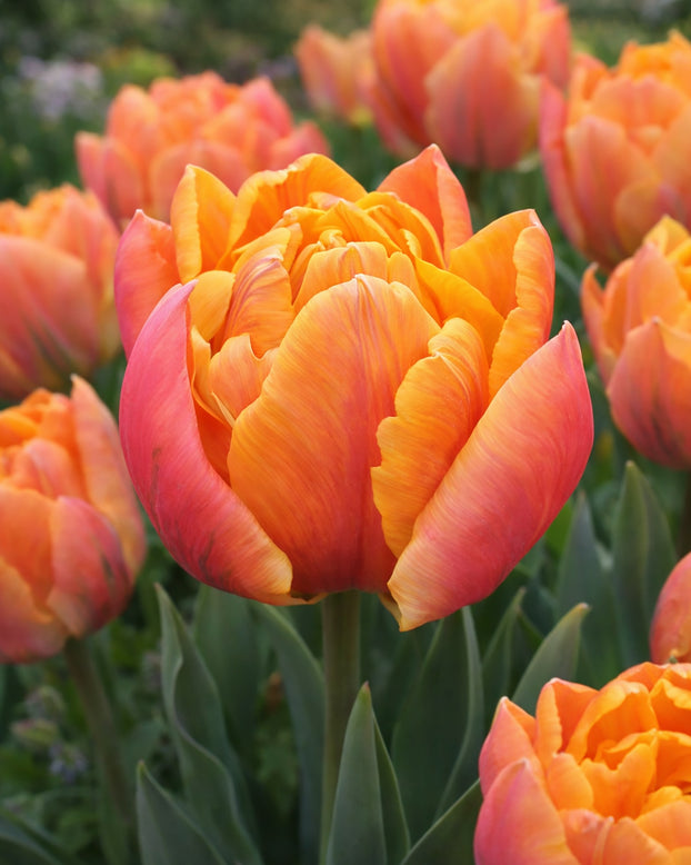 Tulip 'Summer Sun'