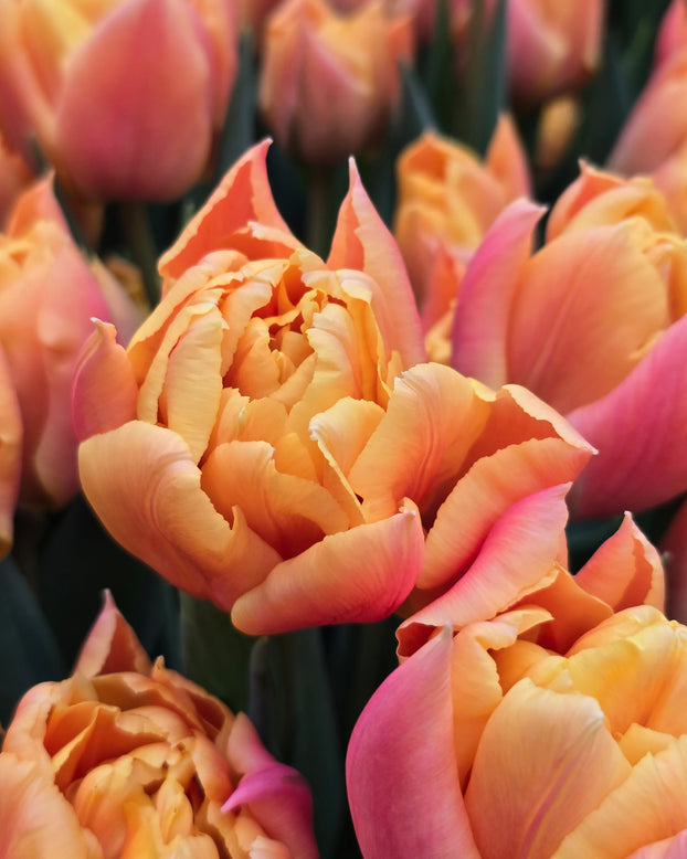 Tulip 'Summer Sun'