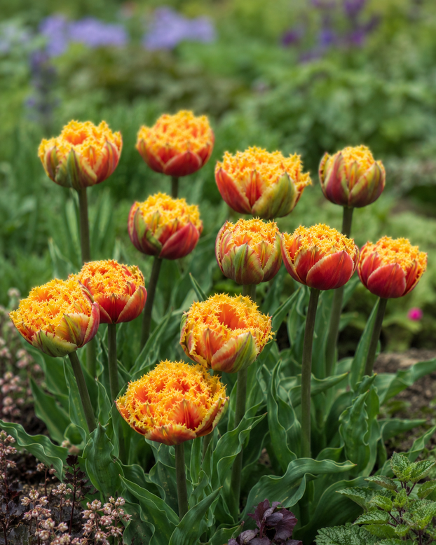 Tulip 'Sunset Frill'