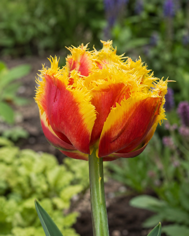 Tulip 'Sunset Frill'