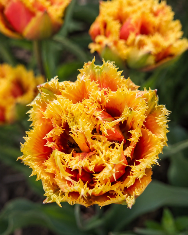 Tulip 'Sunset Frill'