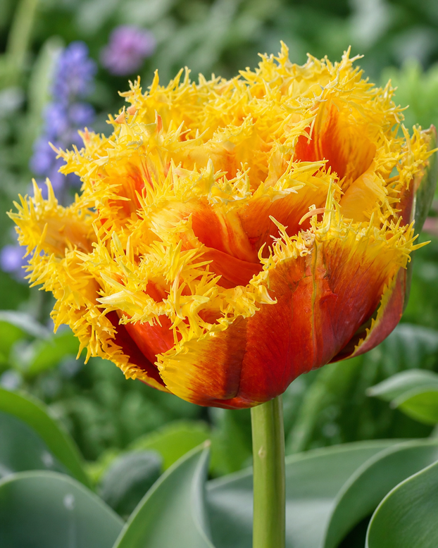 Tulip 'Sunset Frill'