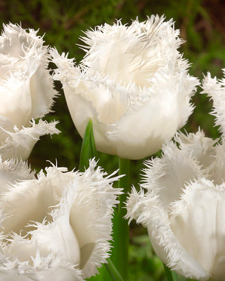 Tulip 'Swan Wings' Tulip 'Swan Wings'