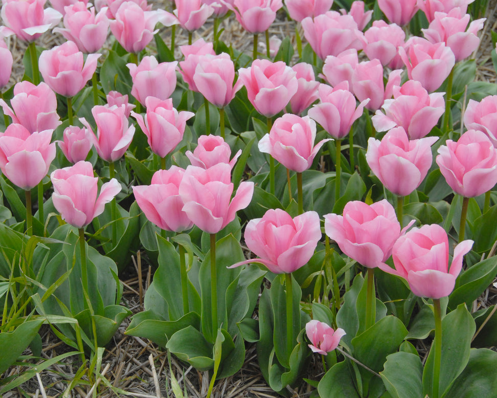 Tulip 'Sweet Sixteen'