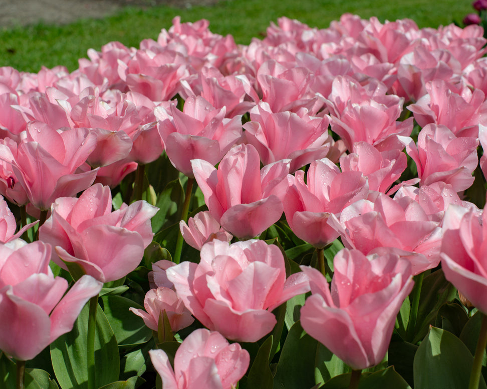 Tulip 'Sweet Sixteen'