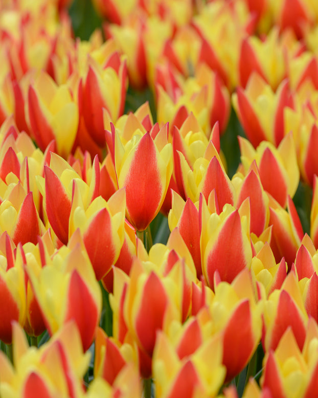 Tulip 'Taco'