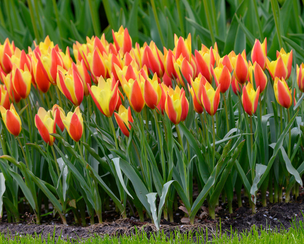 Tulip 'Taco'