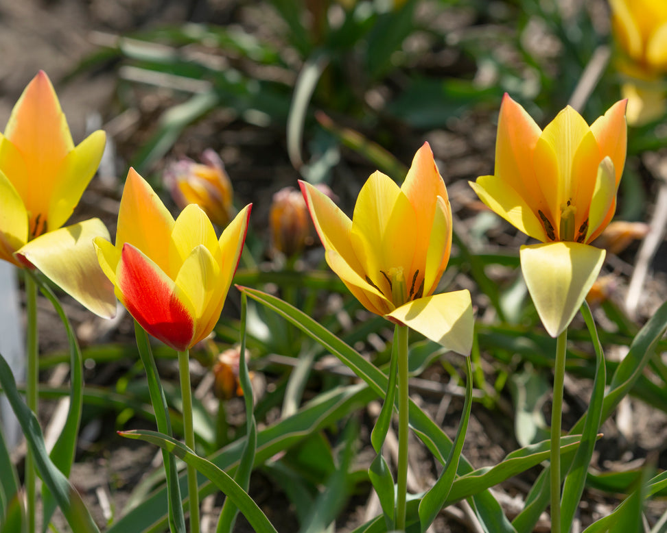 Tulip 'Taco'