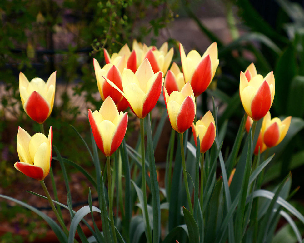 Tulip 'Taco'