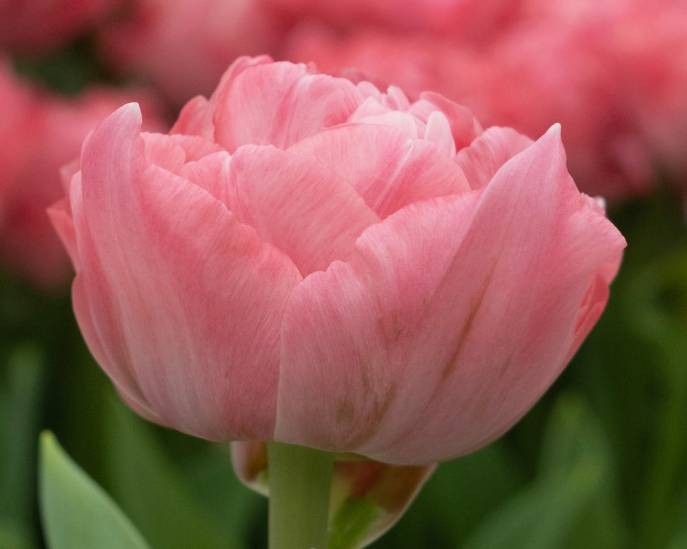 Tulip 'Taiwan'