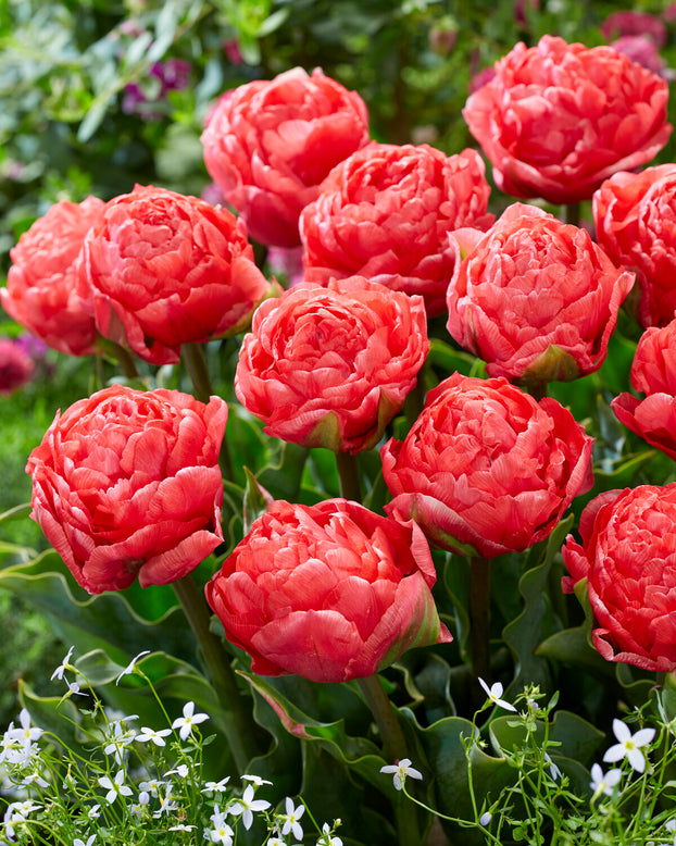 Tulip 'Taiwan'