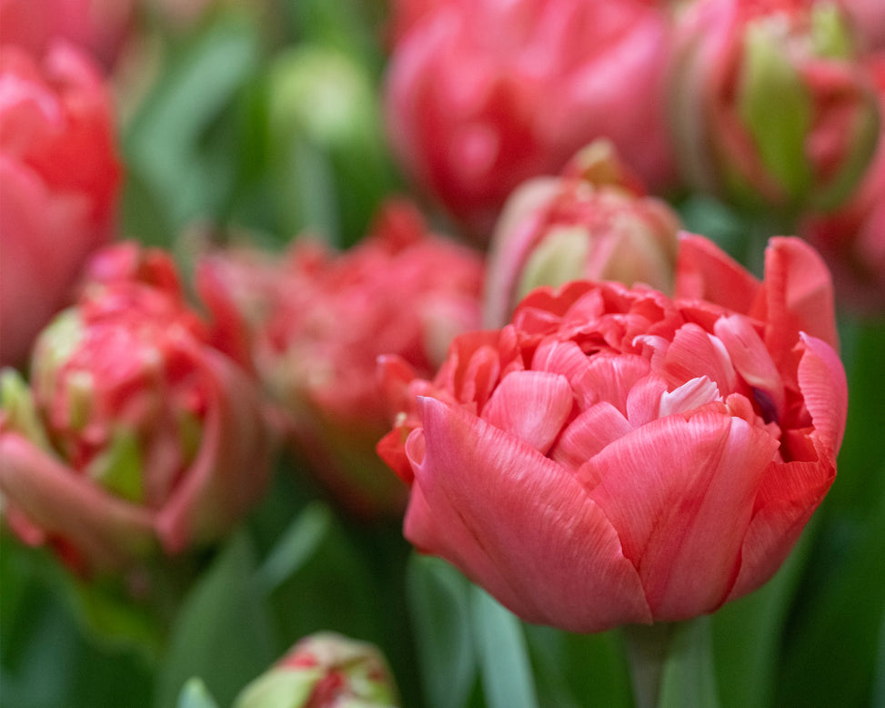 Tulip 'Taiwan'