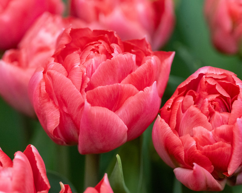 Tulip 'Taiwan'