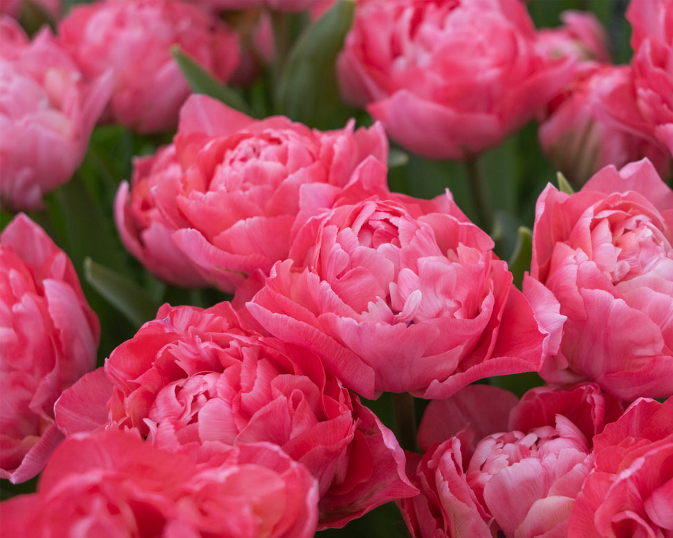 Tulip 'Taiwan'