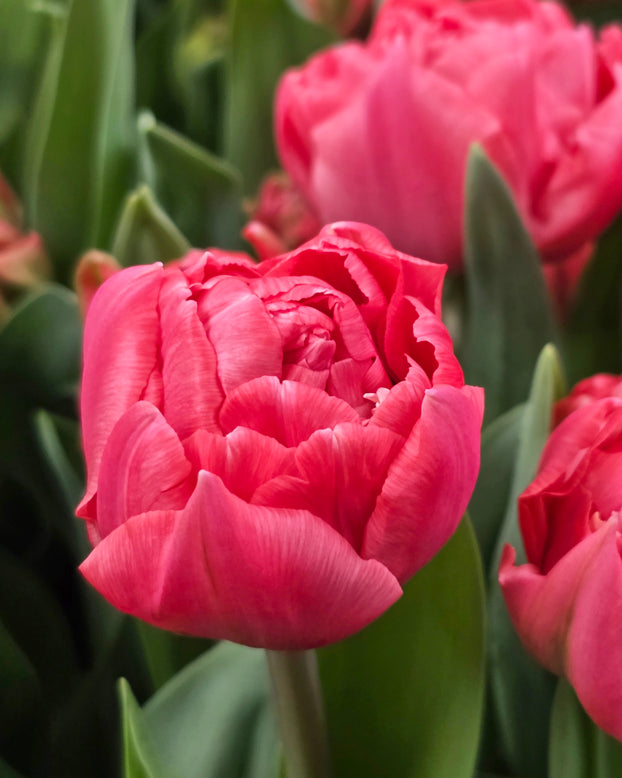 Tulip 'Taiwan'