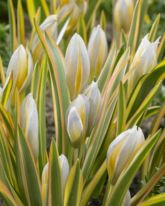 Tulip tarda 'Interaction' Tulip tarda 'Interaction'