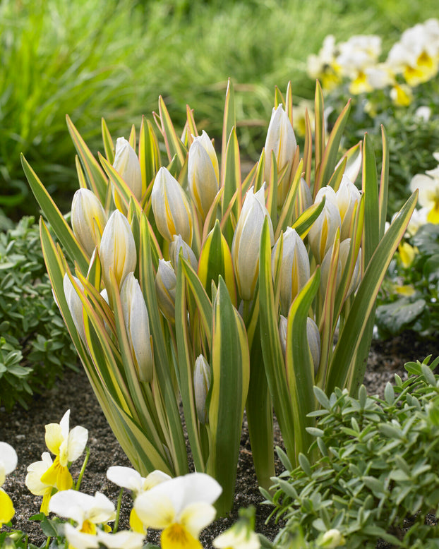 Tulip tarda 'Interaction'