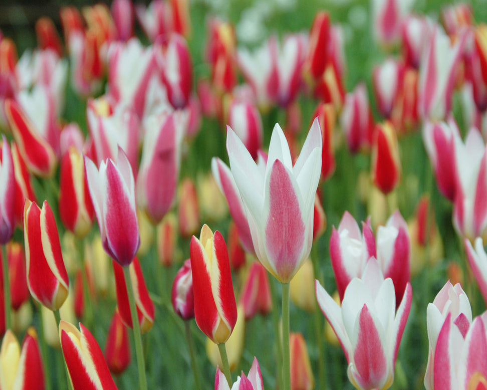 Tulip 'Tinka'