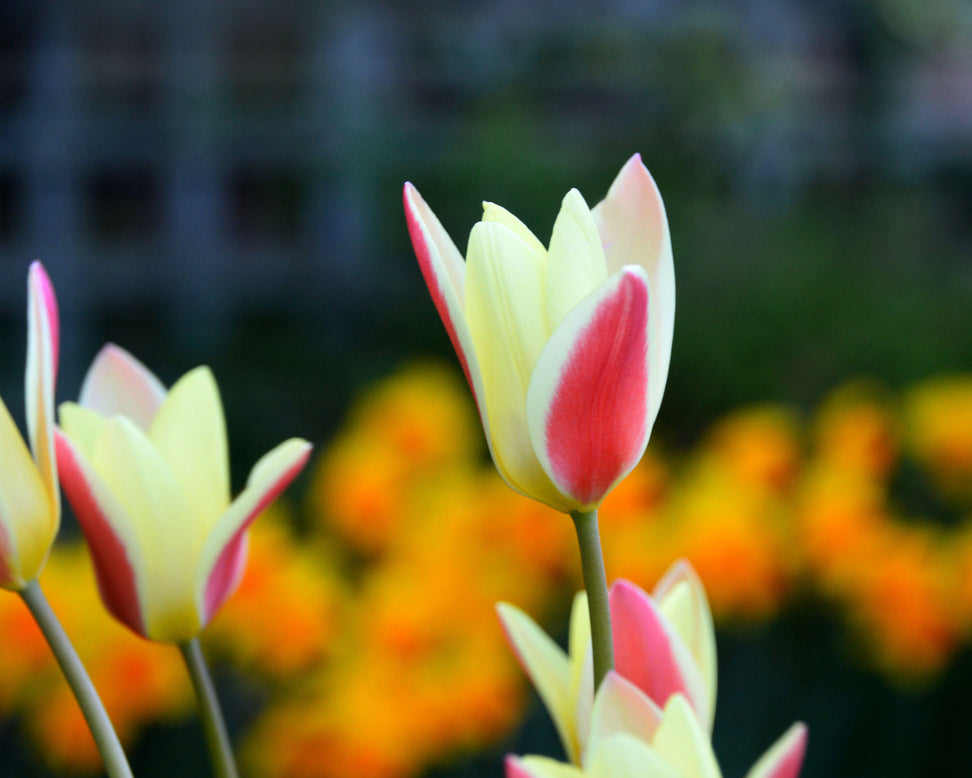 Tulip 'Tinka'