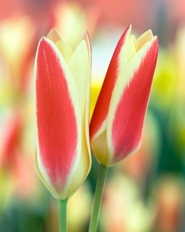 Tulip clusiana 'Tinka'