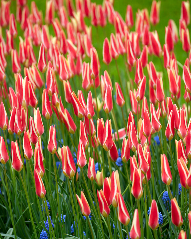 Tulip clusiana 'Tinka'