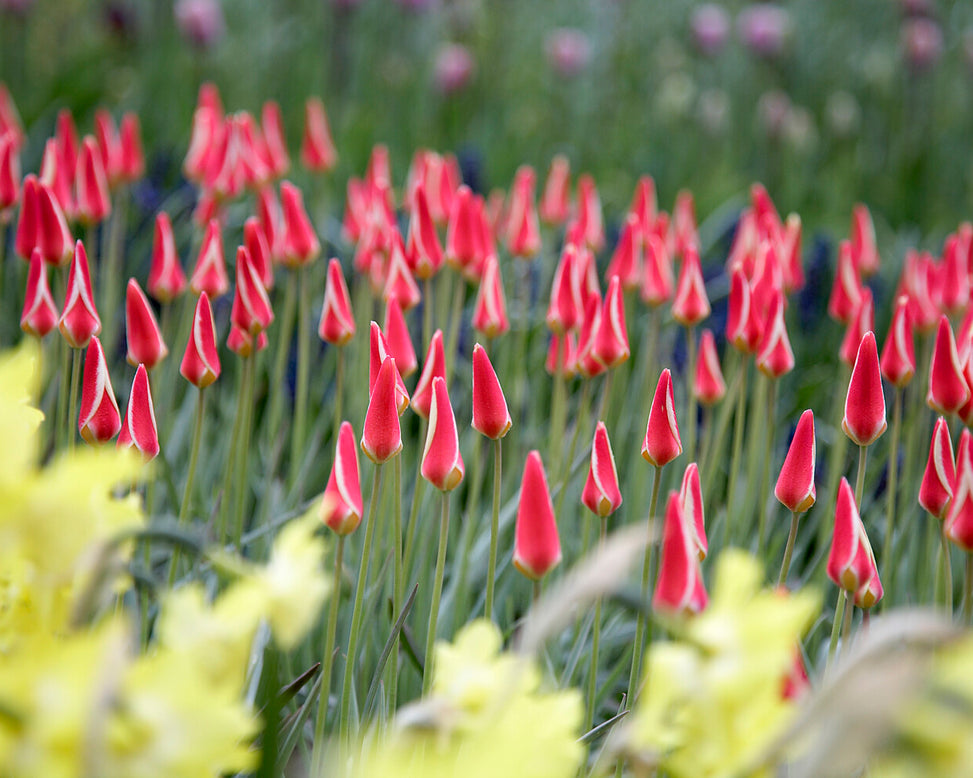 Tulip 'Tinka'