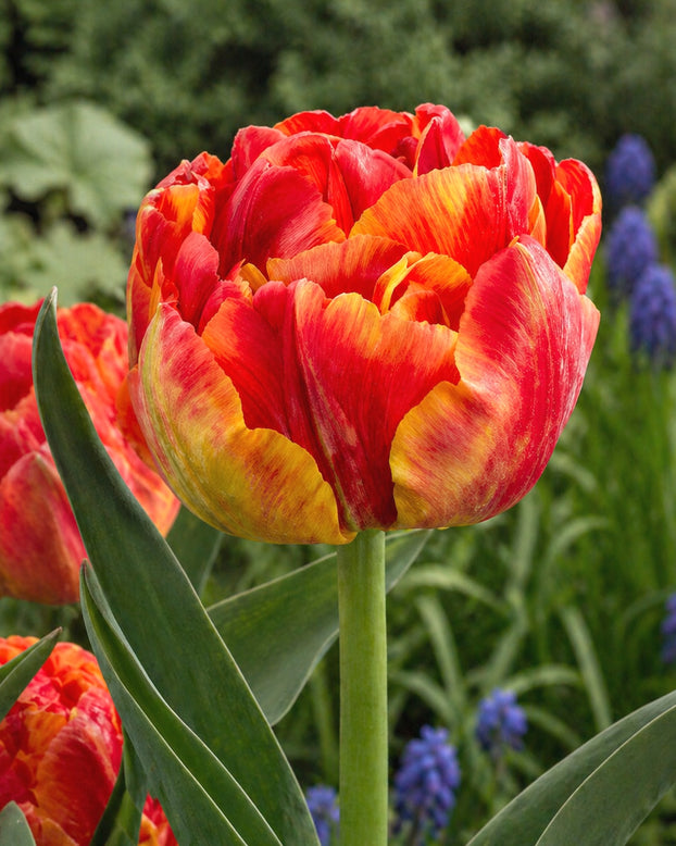 Tulip 'Tropical Sensation'