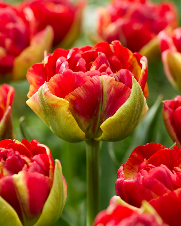 Tulip 'Tropical Sensation'