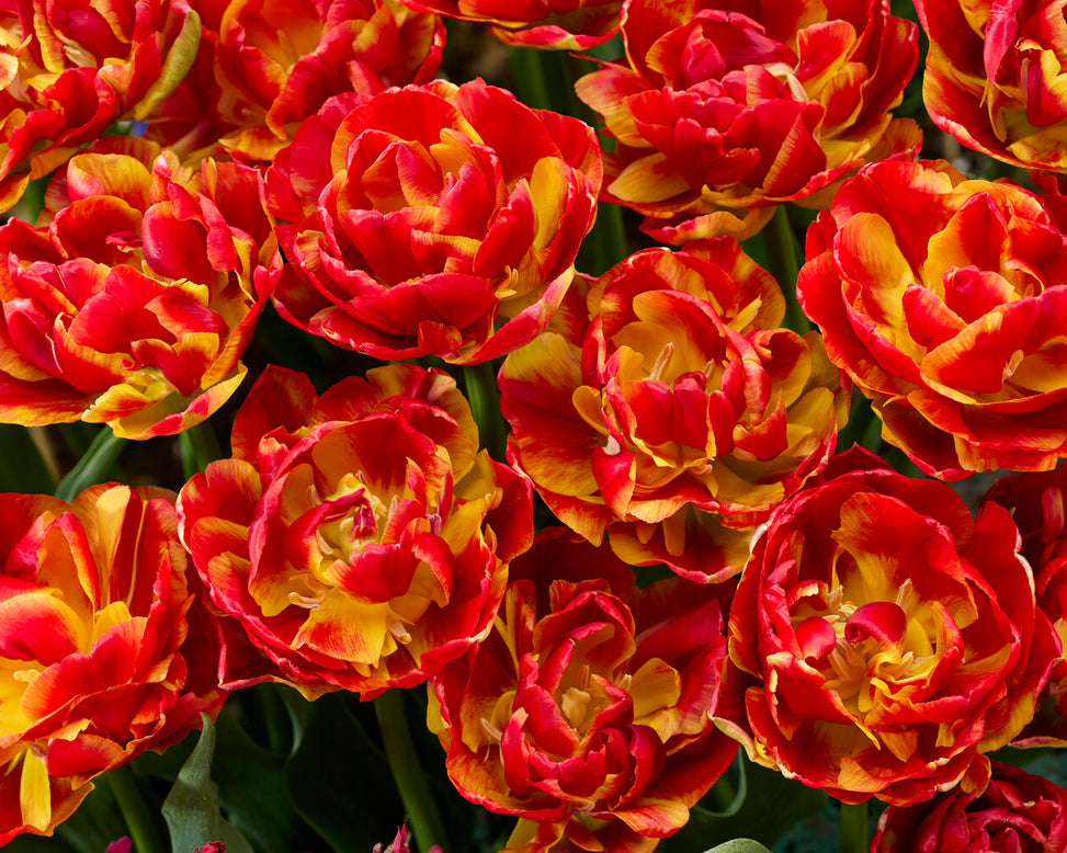 Tulip 'Tropical Sensation'
