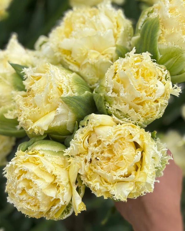 Tulip 'Vanilla Dance'