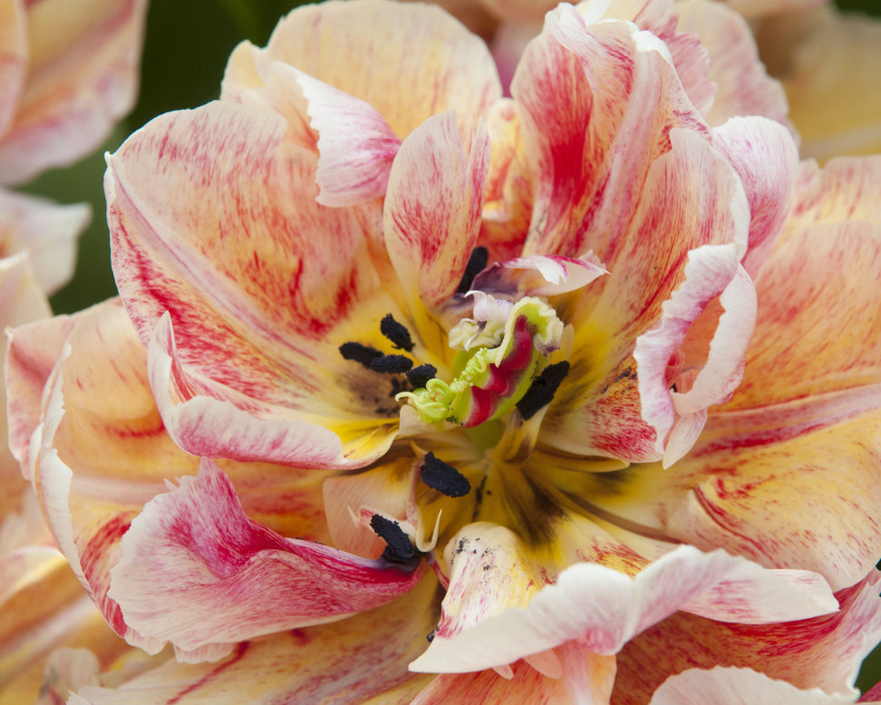 Tulip 'Verona Sunrise'