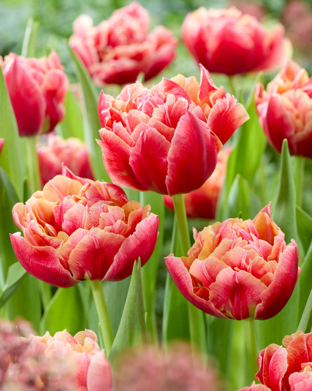 Tulip 'Verona Sunrise'
